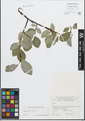 Foto von Salix glabra Scop.